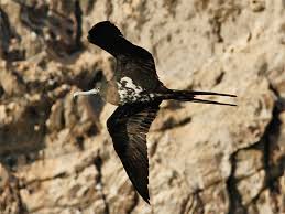 Image result for Fregata aquila