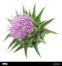 Attēlu rezultāti vaicājumam “Silybum marianum fruit”