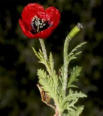 Attēlu rezultāti vaicājumam “Papaver argemone”