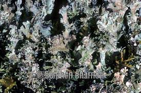 Attēlu rezultāti vaicājumam “Cladonia phyllophora”