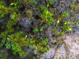 Attēlu rezultāti vaicājumam “Seligeria donniana”