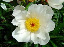 Attēlu rezultāti vaicājumam “Paeonia lactiflora”