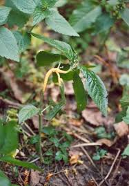 Attēlu rezultāti vaicājumam “Melampsora populnea”