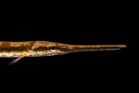 Image result for Lepisosteus osseus
