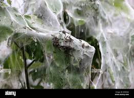 Attēlu rezultāti vaicājumam “Yponomeuta evonymella imago”