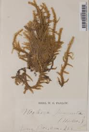 Attēlu rezultāti vaicājumam “Neckera pennata”