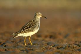 Image result for Calidris melanotos