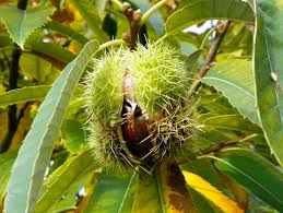 Attēlu rezultāti vaicājumam “Castanea sativa  fruit”