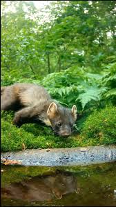 Attēlu rezultāti vaicājumam “Martes martes”