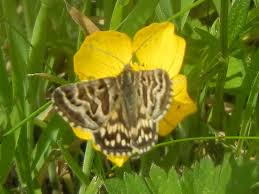 Attēlu rezultāti vaicājumam “Callistege mi”