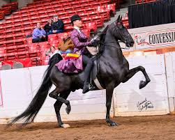 Image result for Fisher Equestrian