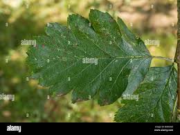 Attēlu rezultāti vaicājumam “Sorbus intermedia leaf”