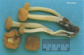 Attēlu rezultāti vaicājumam “Leotia lubrica”