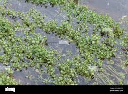 Attēlu rezultāti vaicājumam “Veronica beccabunga”