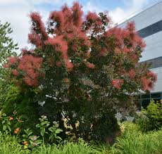 Attēlu rezultāti vaicājumam “Cotinus coggygria flower”