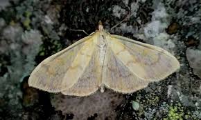 Attēlu rezultāti vaicājumam “Paratalanta hyalinalis”