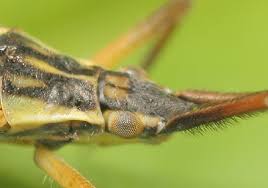 Attēlu rezultāti vaicājumam “Dienerella elongata”