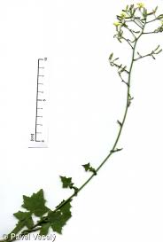 Attēlu rezultāti vaicājumam “Mycelis muralis”