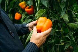 Afbeeldingsresultaat voor orange sun sweet pepper