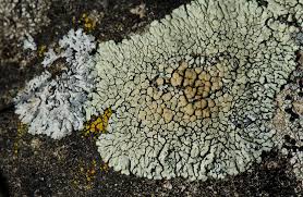 Attēlu rezultāti vaicājumam “Lecanora muralis”