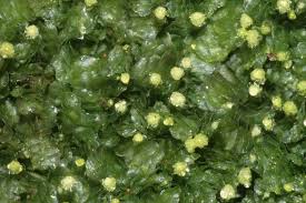 Attēlu rezultāti vaicājumam “Calypogeia neesiana”