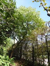 Attēlu rezultāti vaicājumam “Leskea polycarpa macro”