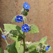 Attēlu rezultāti vaicājumam “Boraginaceae”