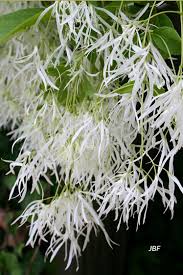 Attēlu rezultāti vaicājumam “Chionanthus virginicus flower”