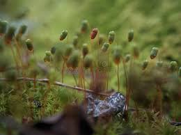 Attēlu rezultāti vaicājumam “Polytrichum juniperinum sporophyte”