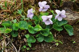 Attēlu rezultāti vaicājumam “Viola epipsila”