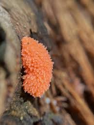 Attēlu rezultāti vaicājumam “Tubifera ferruginosa (subsp. ferruginosa) macro”