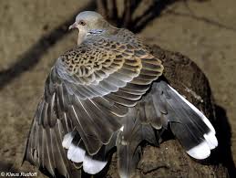 Image result for Streptopelia orientalis