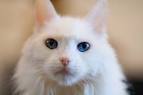 have Nora as my first cat
