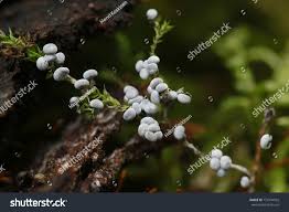 Attēlu rezultāti vaicājumam “Physarum cinereum macro”