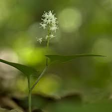 Attēlu rezultāti vaicājumam “Maianthemum bifolium leaf”