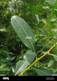 Attēlu rezultāti vaicājumam “Salix triandra fruit”