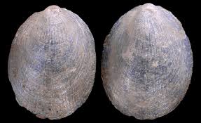 Attēlu rezultāti vaicājumam “Ancylus fluviatilis”