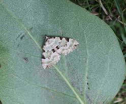 Attēlu rezultāti vaicājumam “Colostygia pectinataria male”