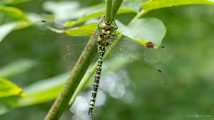 Attēlu rezultāti vaicājumam “Aeshnidae”