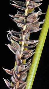 Attēlu rezultāti vaicājumam “Carex lasiocarpa leaf”