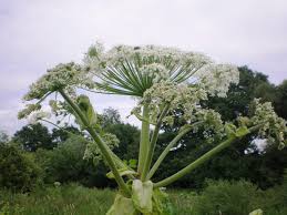 Attēlu rezultāti vaicājumam “Heracleum sosnowskyi flower”