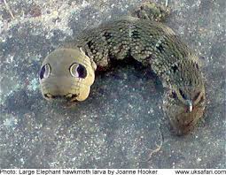 Attēlu rezultāti vaicājumam “Deilephila elpenor larva”