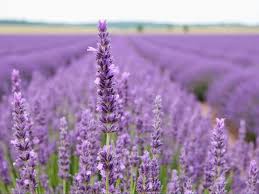 Attēlu rezultāti vaicājumam “Lavandula angustifolia bud”