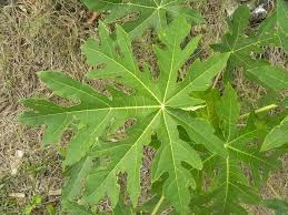 Image result for Carica papaya