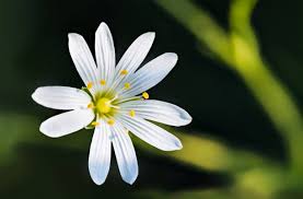 Attēlu rezultāti vaicājumam “Stellaria holostea flower”