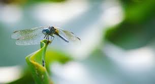 Attēlu rezultāti vaicājumam “Odonata”