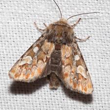 Attēlu rezultāti vaicājumam “Panolis flammea”