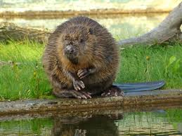 Attēlu rezultāti vaicājumam “Castor fiber”