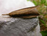 Attēlu rezultāti vaicājumam “Donacaula mucronella”