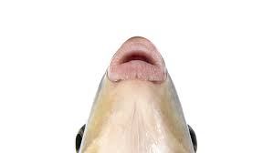 Image result for Moxostoma macrolepidotum